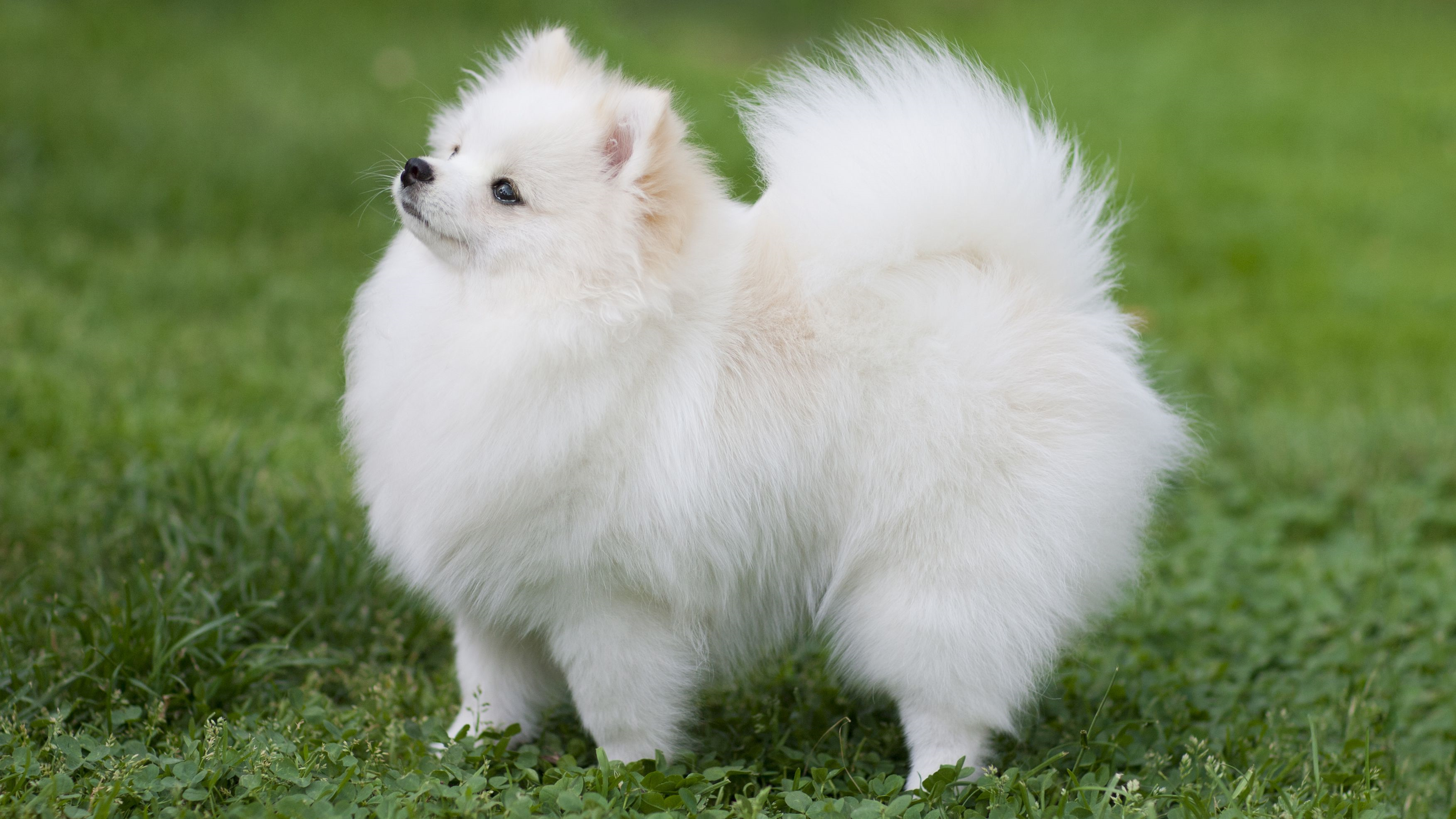 Pomeranian Dog